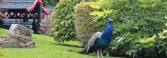 jardina1