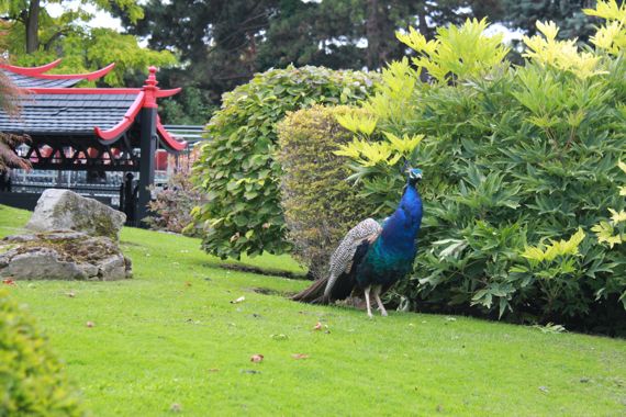 jardina1