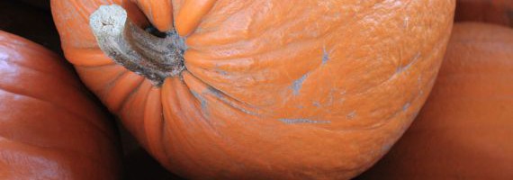 jack o lanterns1