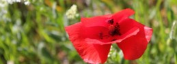 Monet's famous red poppy, called a coquelicot