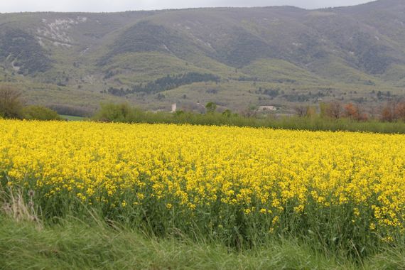Provence6