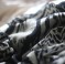 zebra1