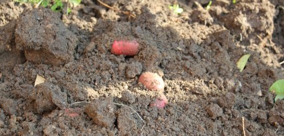 taters1
