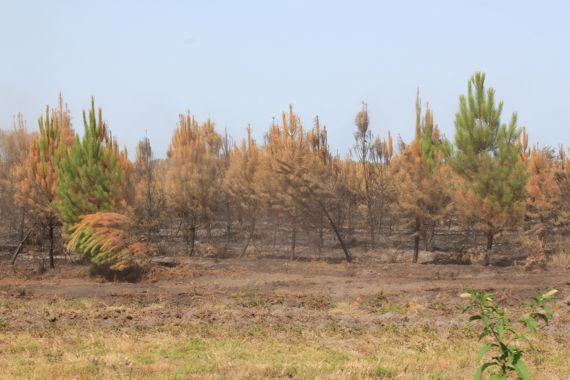 lacanau1