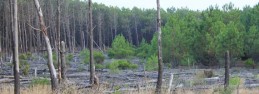 lacanau6