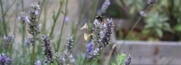 lavender