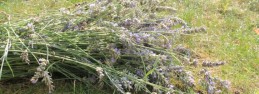 lavender