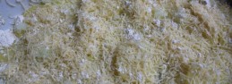 scalloped11