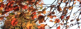 autumn2