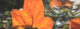 autumn3