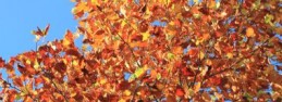 autumn5