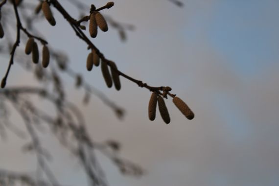 winter light11
