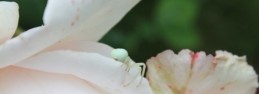 on my sweet-smelling pink rose!