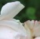 on my sweet-smelling pink rose!